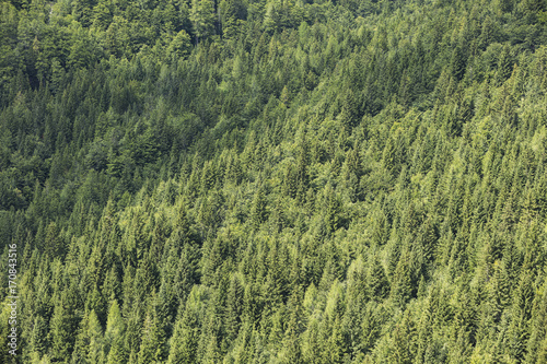 Healthy coniferous trees growing in the national park.