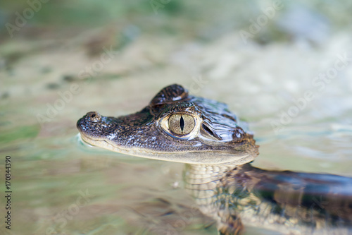 Detail of crocodile's face in water.