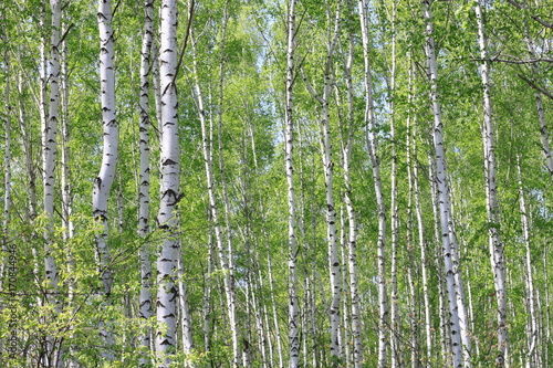 Beautiful young birch trees with green leaves in summer in sunny weather