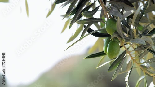 Olives in the Spanish country side of Andalusia with a faded background for copy space 