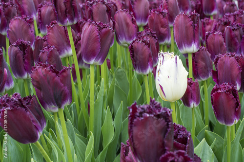 One fresh white tulip in bloom with many violet ones as background in spring