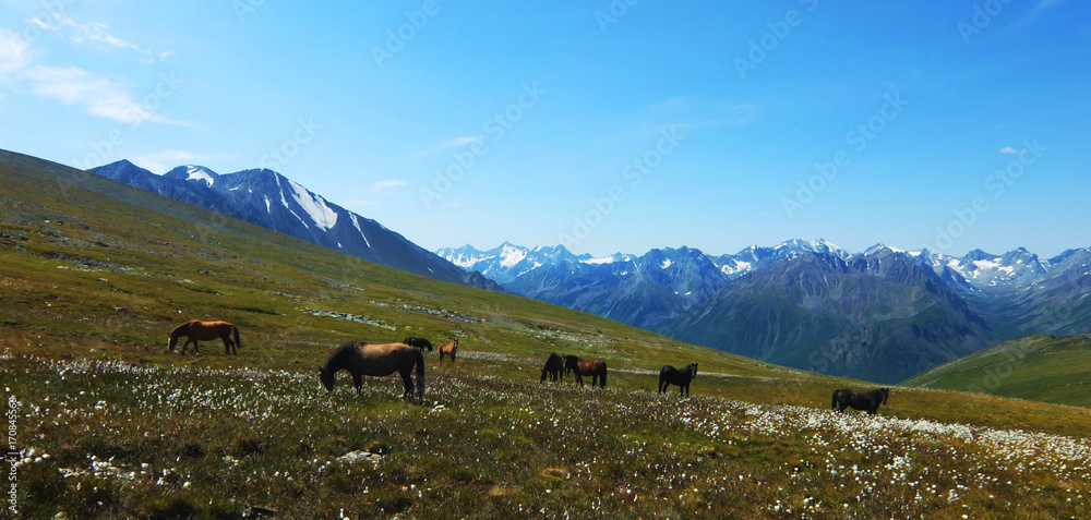 Horses in the background of mountains