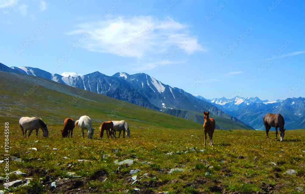 Horses in the background of mountains