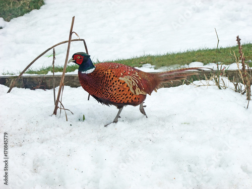 Pheasant in snow by ballygally view images Ireland 2017 photo