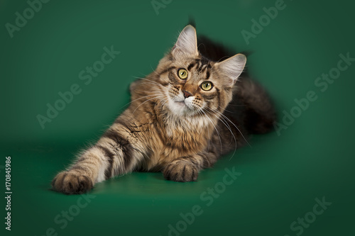Tabby cute fluffy cat Maine Coon lying on a green Studio background. © moredix