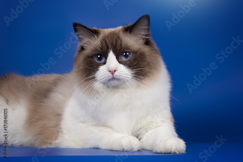 Portrait of a fluffy cat ragdol with blue eyes.
