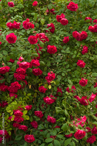 Bright red roses with buds on a background of a green bush. Beautiful red roses in the summer garden. Background with many red summer flowers.