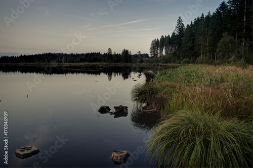 forest pond waterscape