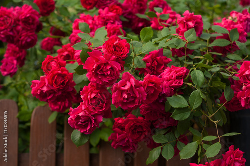 Bright red roses with buds on a background of a green bush. Beautiful red roses over brown fence in the summer garden. Background with many red summer flowers.