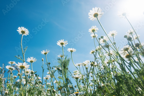 Fototapeta Naklejka Na Ścianę i Meble -  Chamomiles against the blue sky