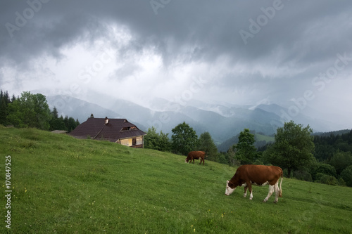 Cows on green pasture