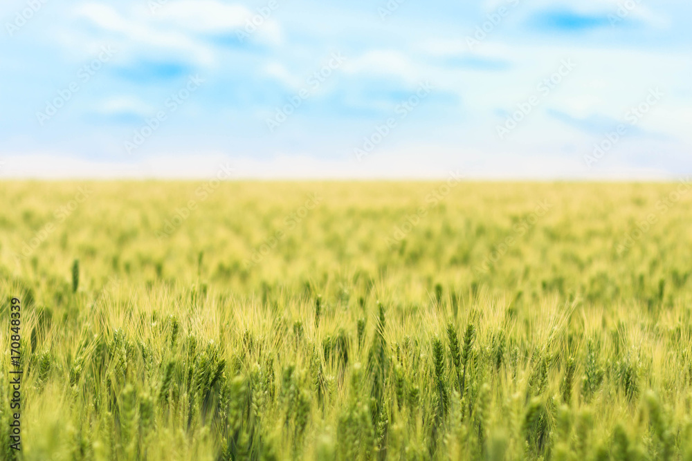 blurred background of the field of young green wheat with selective focuse on some spikes, a landscape with the blue sky with some clouds