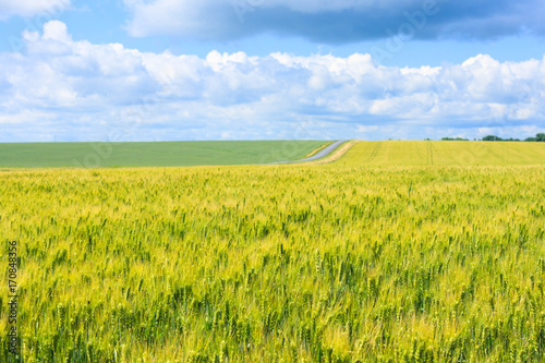 the field of young green wheat and a country road, a rural landscape with the blue sky with clouds