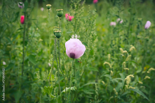 Pink Poppy photo