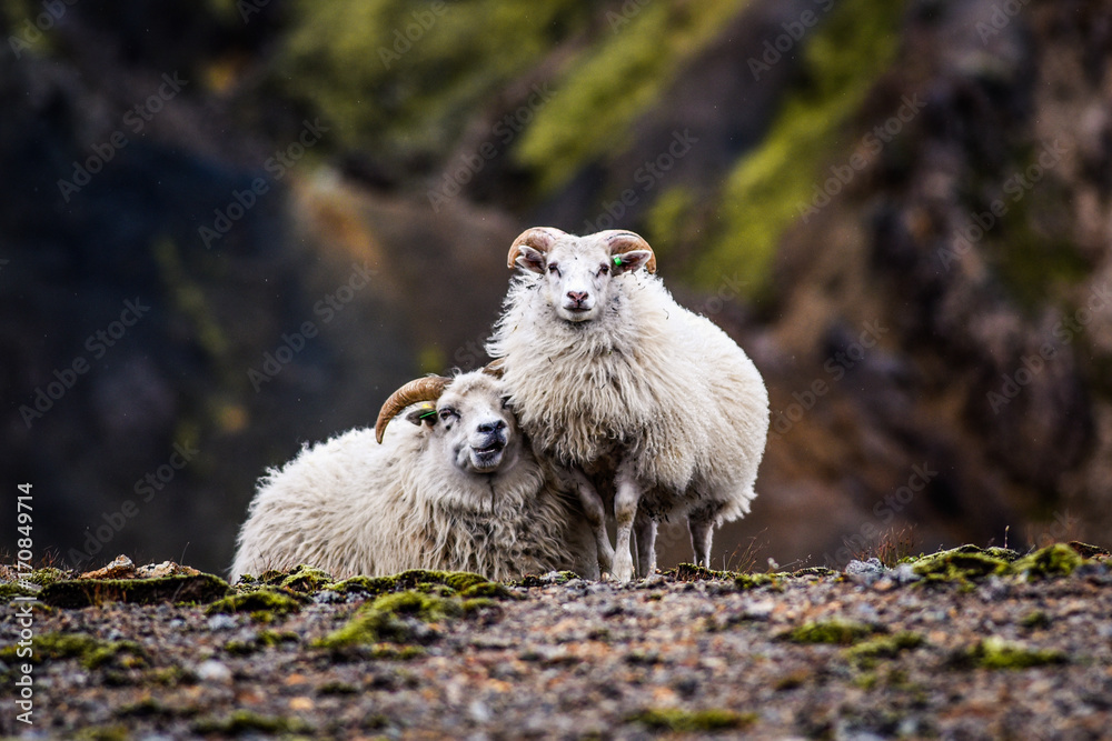 Fototapeta premium Sheep grazing in the mountains of Iceland.