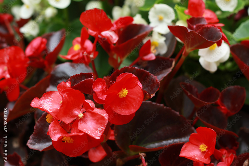 Begonia semperflorens-cultorum in the Garden. Red and white flowers. Stock  Photo | Adobe Stock