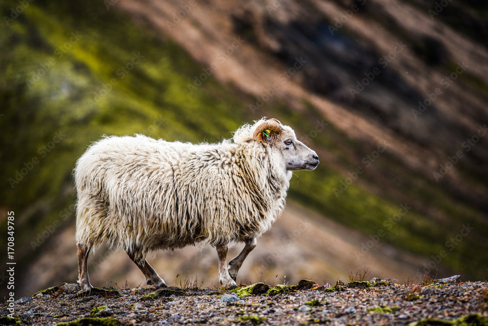 Obraz premium Sheep grazing in the mountains of Iceland.