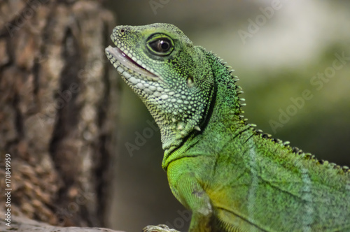 Green Iguana on a branch in the park