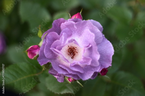 "Blue for You". Rose. Floribunda. Beautiful blue rose.