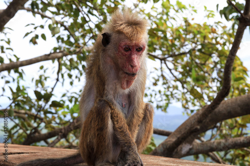 A Monkey in Sigiriya