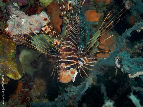 Lion fish at underwater