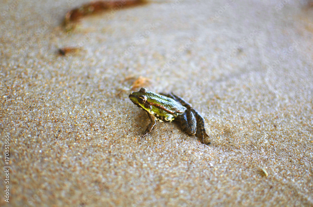 Little frog on the sand on the sea beach. Sand background. Amphibian macro photography