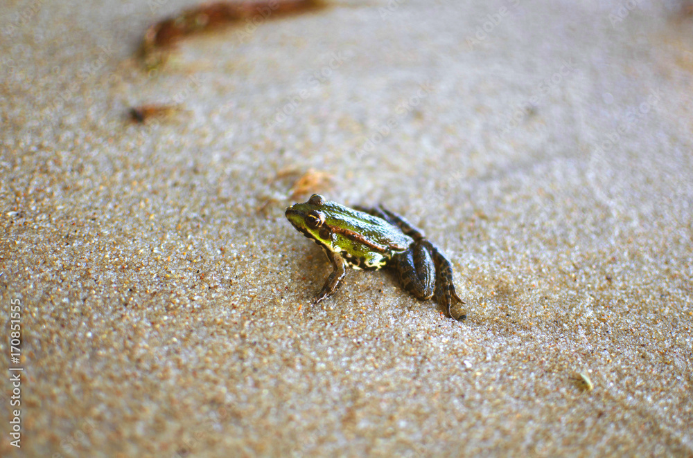 Little frog on the sand on the sea beach. Sand background. Amphibian macro photography Little frog on the sand on the sea beach. Sand background. Amphibian macro photography