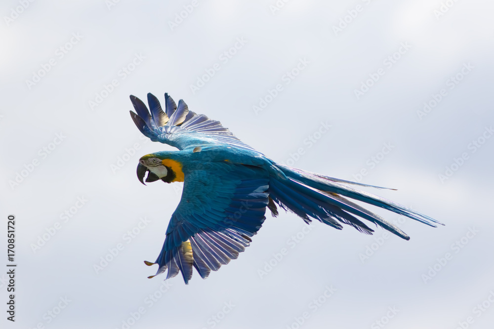 Fototapeta premium Blue and yellow macaw in flight. Wild parrot flying. South American tropical bird.