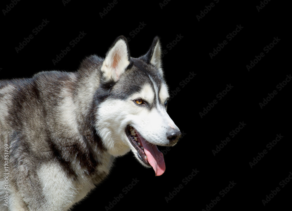 Portrait od husky dog on the black background