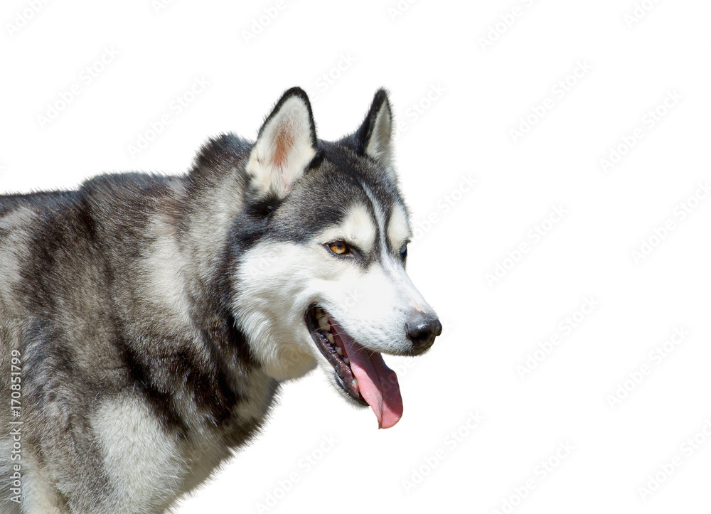 Portrait od husky dog on the white background