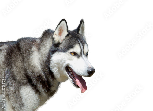 Portrait od husky dog on the white background
