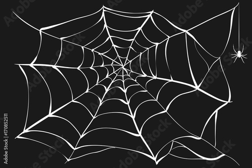 White cobweb and spider on black background