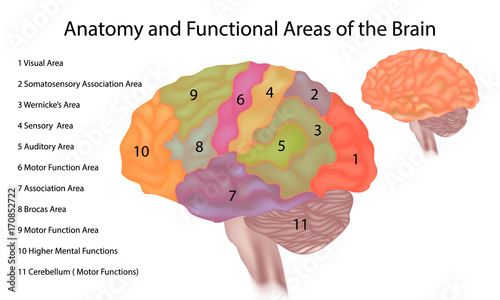 Brain anatomy - A side view illustration of the human brain with functional areas