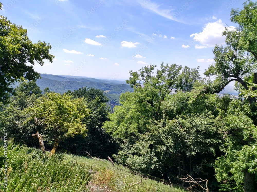 Obraz premium Forest