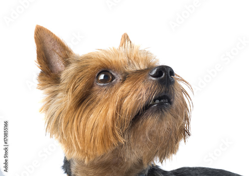 Close up of cute yorkshire terrier dog on white background