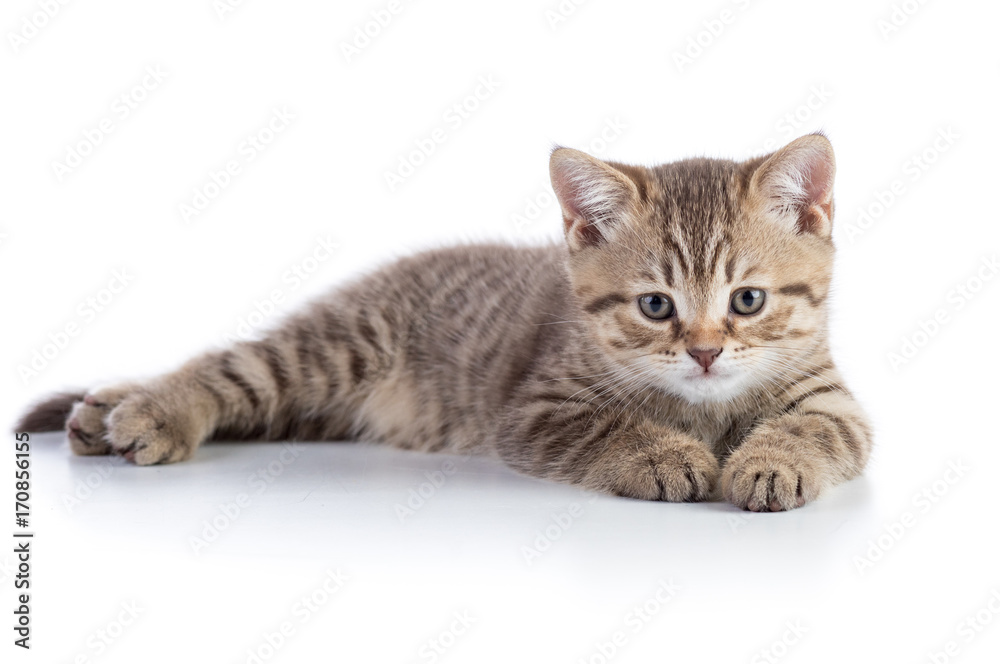 Cute scottish straight breed cat kitty lying on white background