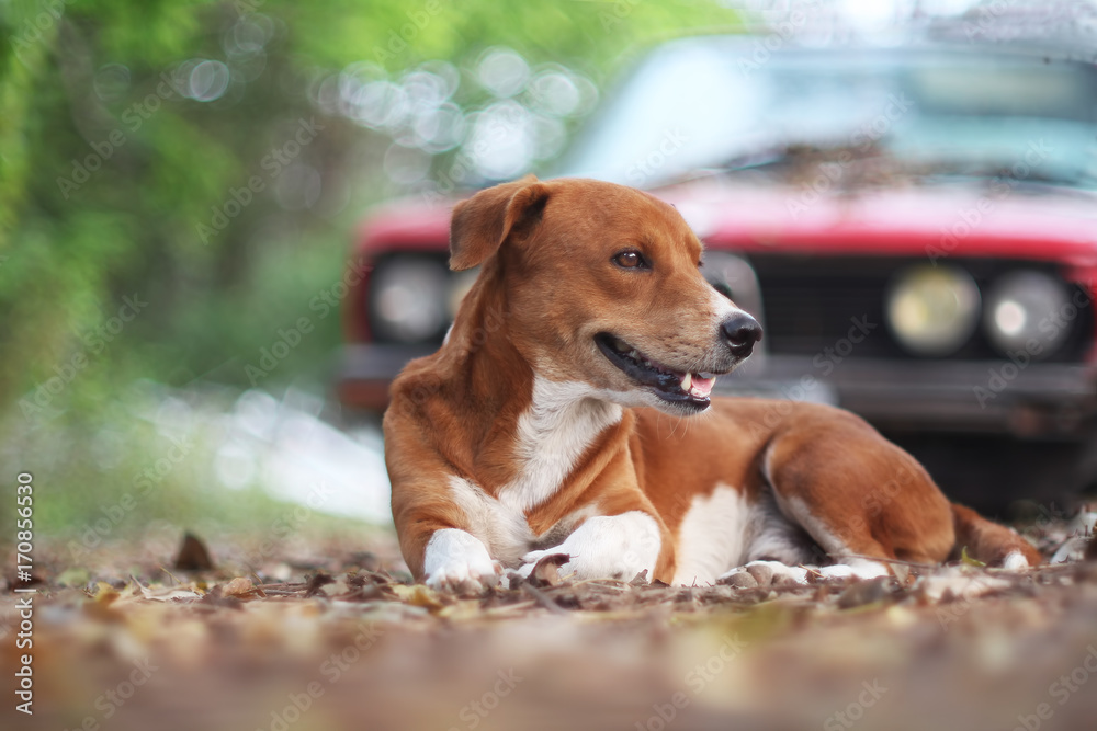 Portrait of an adorable brown dog outdoor. Portrait of an adorable brown dog outdoor.