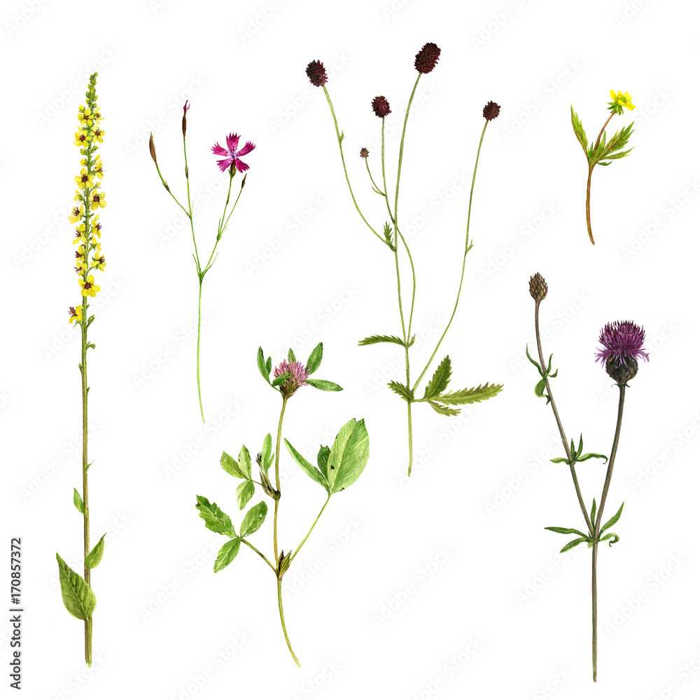 Set of watercolor drawing flowers and plants Set of watercolor drawing flowers and plants