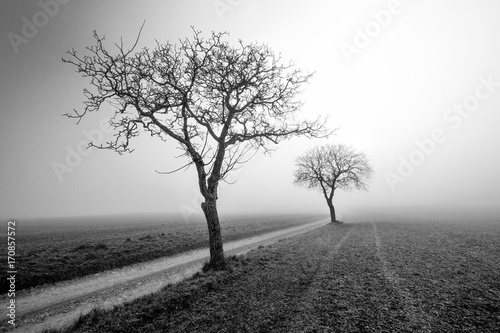 Brume