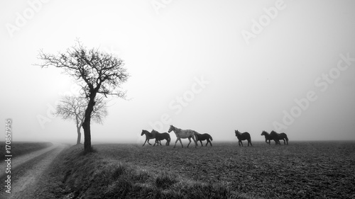 Chevaux dans la brume