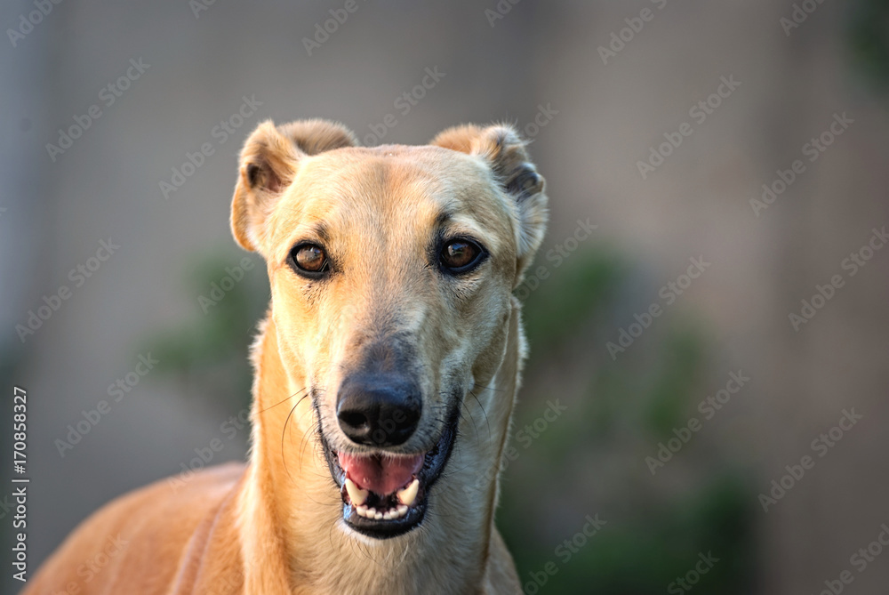 Portrait of a greyhound outdoor Portrait of a greyhound outdoor