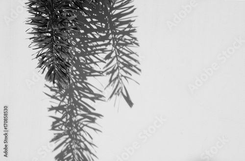 shadow of palm leaves on white concrete wall