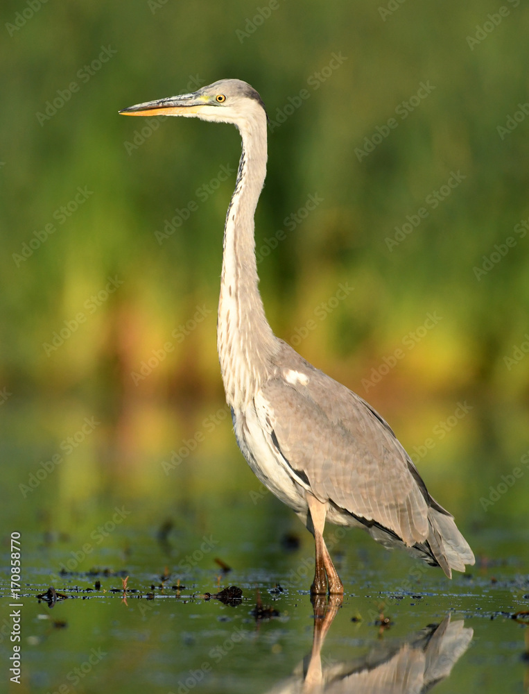 Fototapeta premium Grey heron (Ardea cinerea)