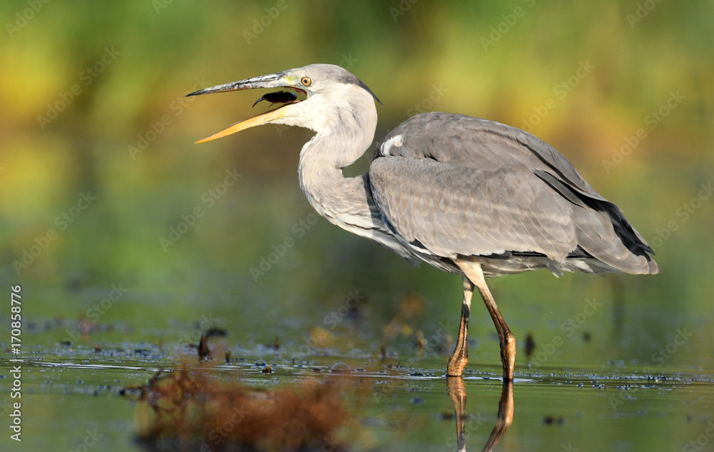 Obraz premium Grey heron (Ardea cinerea)