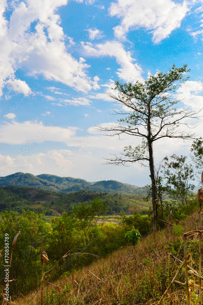 Fototapeta premium Big tree on the hill