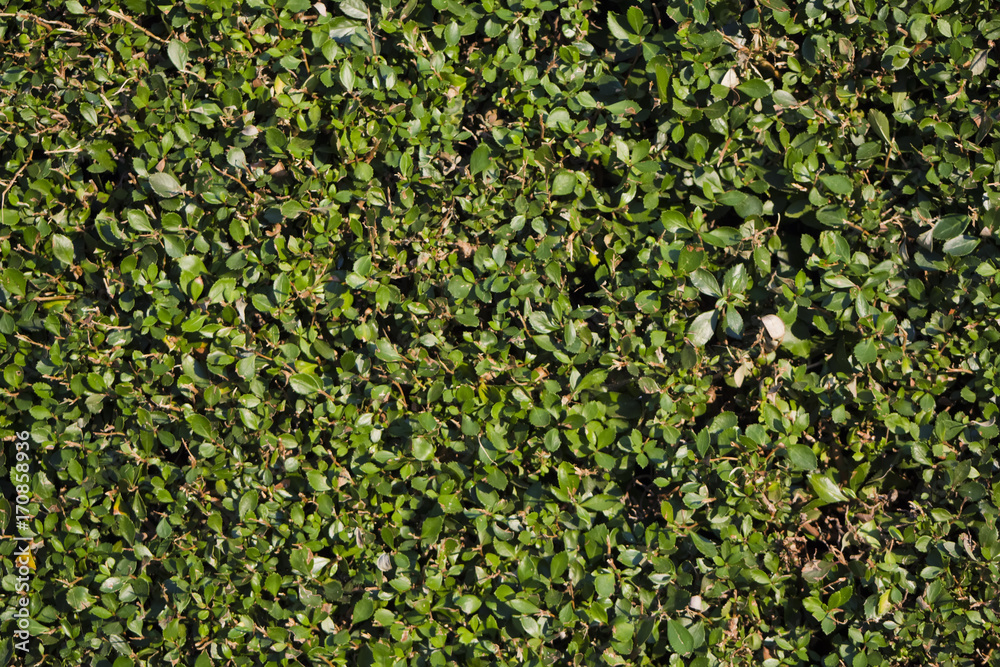 Green leaves pattern Green leaves pattern