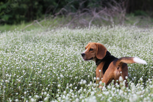 A cute beagle dog in the wild flowers field.