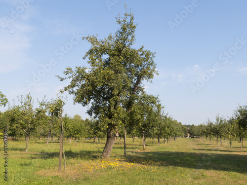 Apple tree with mellow windfall. Garden in "Russische Kolonie Alexandrowka“, Potsdam, Germany