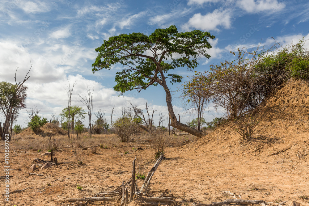 savanna at noon