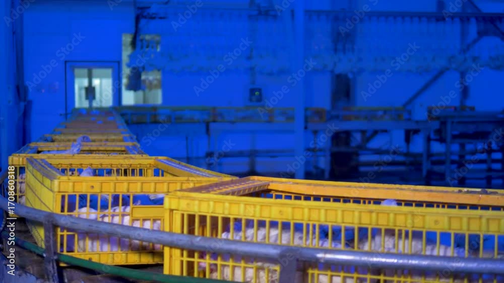 Many chickens hide inside yellow mesh boxes. Many chickens hide inside yellow mesh boxes.